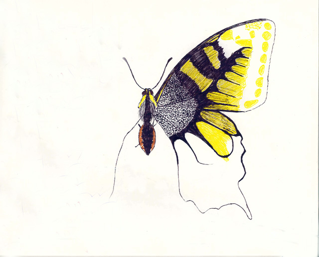 Drawing of a butterfly